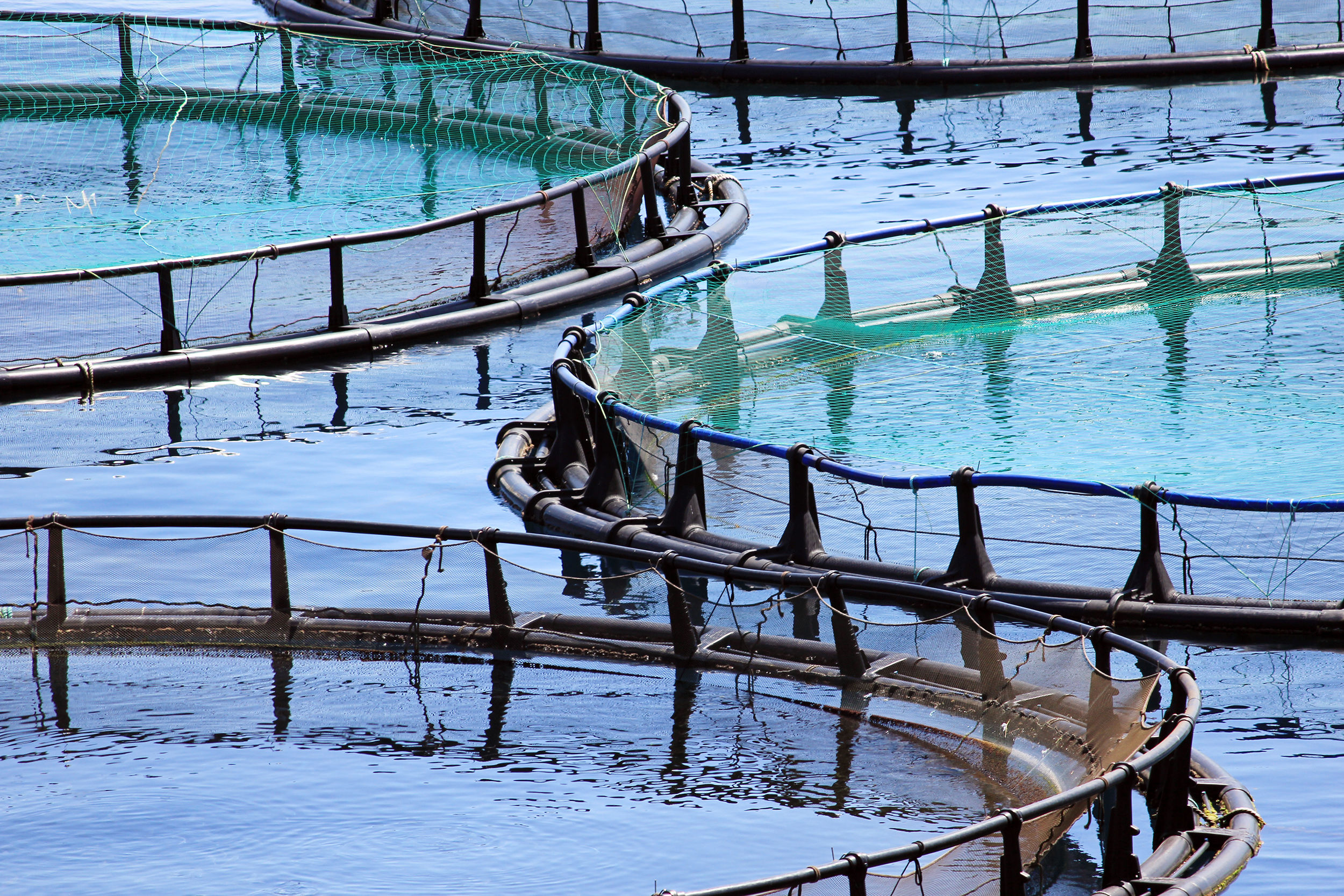 Dorset Cleanerfish, Grundfos Pumps Ltd