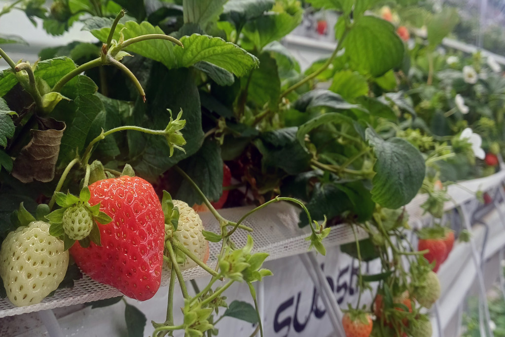 Strawberry yields forever