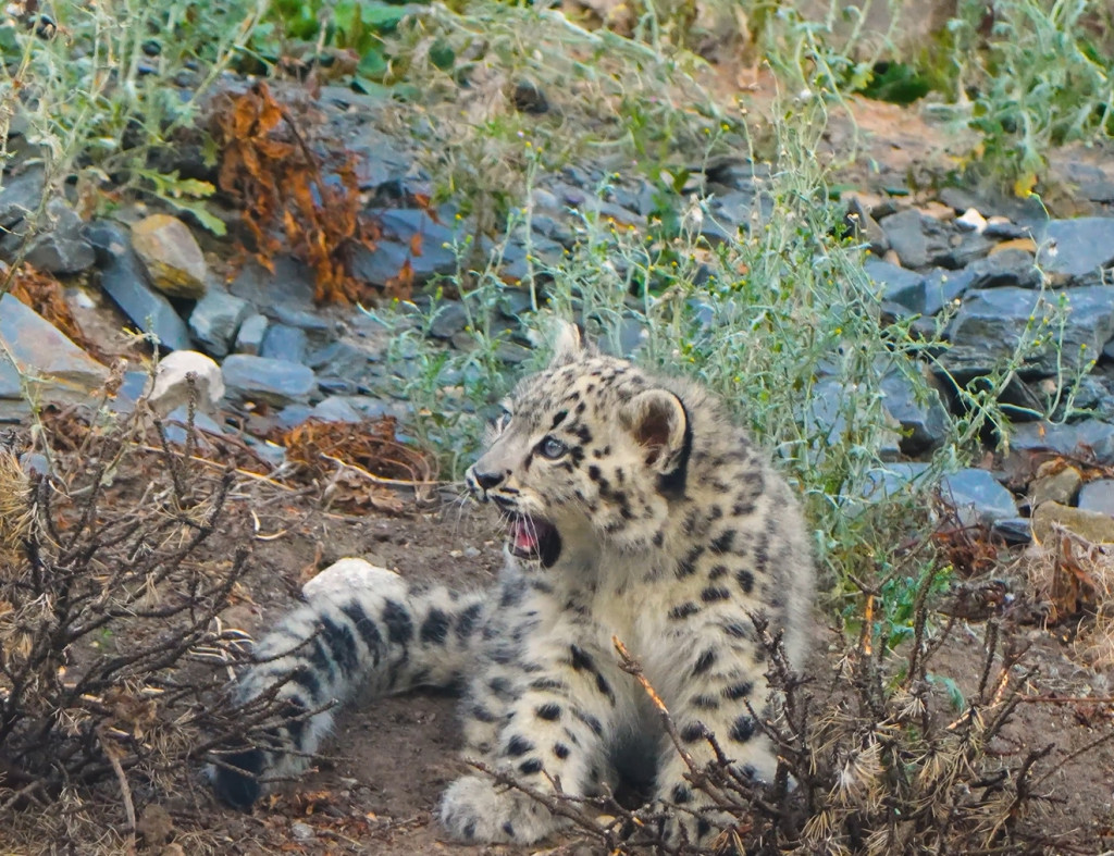 Cool for big cats